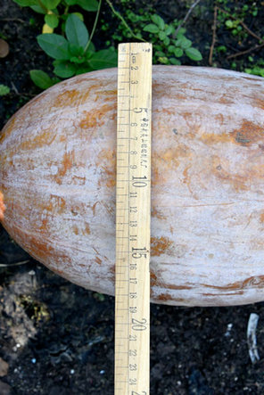 农民种出“超级”大南瓜 高约1米重达40斤
