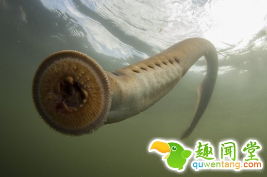 河边游泳被不明生物吓一跳 该物种在地球上生存了几亿年