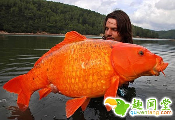 男子钓到世界上最大的金鱼：最重竟有27斤