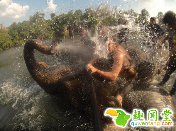 笑爆！泰游客自拍瞬间遭大象喷满脸水