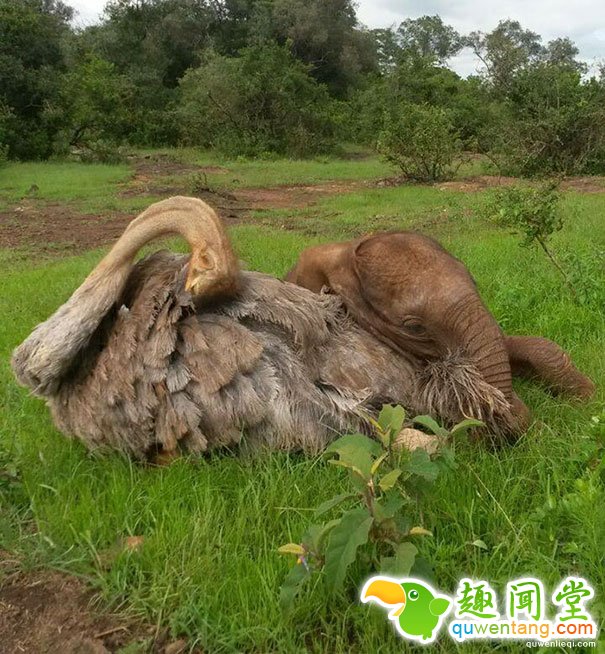 罕见，小象看上一只鸵鸟，成为好闺蜜