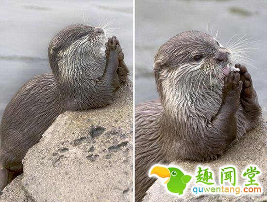 水獭祈祷模样走红 卖萌就是贪吃还挑食