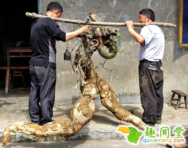 山上挖到“人形野物”,神秘买家花两百万买走