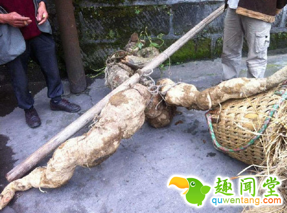 山上挖到“人形野物”,神秘买家花两百万买走
