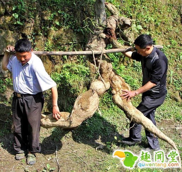 山上挖到“人形野物”,神秘买家花两百万买走