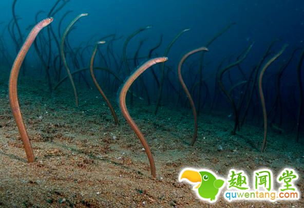游客潜水时找到“海底蛇窝”，奇特景观引人好奇