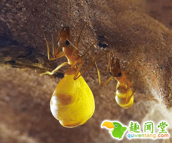 野外游玩发现“黄色小球”,身体饱满多汁,是啥美味?