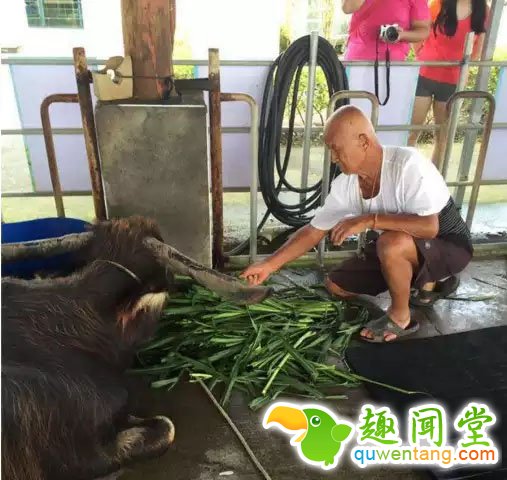 117岁高龄老牛不吃不喝 撑着见老主人最后一面