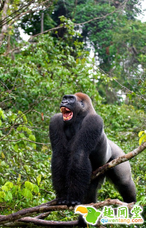 大猩猩不满被拍照 怒瞪摄影师挥棍恐吓