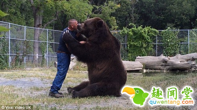 真正的熊抱！与巨型棕熊亲密无间