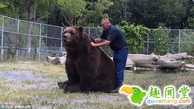 真正的熊抱！与巨型棕熊亲密无间