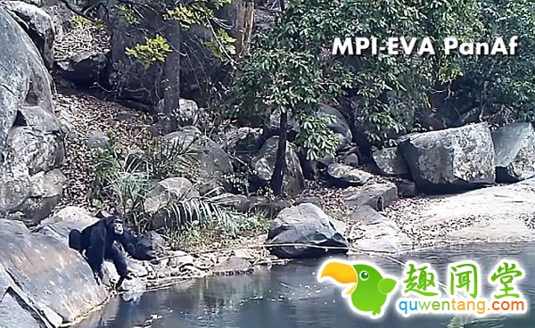 黑猩猩用树枝做“钓竿”采食水藻惊呆我们大脑