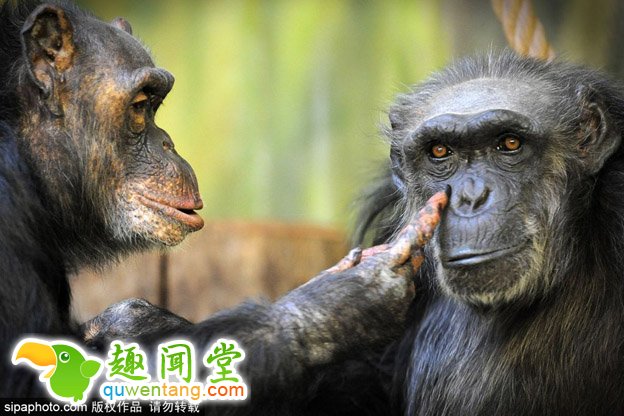 高龄黑猩猩夫妻秀恩爱 相爱三十年