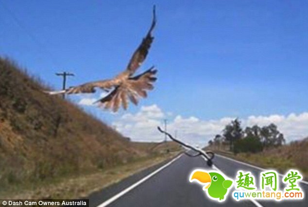 老鹰叼着蛇砸向高速行驶的汽车