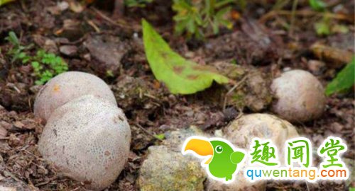 野外发现一些奇怪的蛋,样子吓得人直冒冷汗