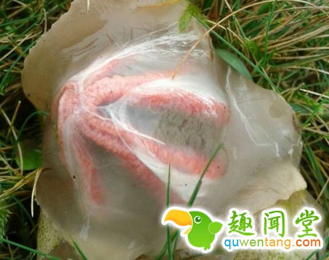 野外发现一些奇怪的蛋,样子吓得人直冒冷汗