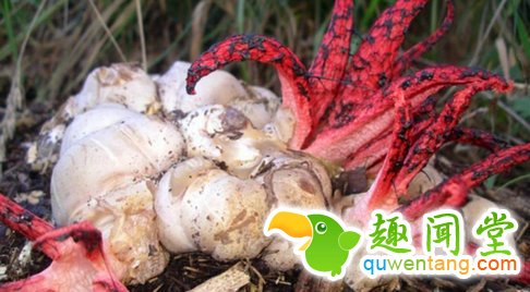 野外发现一些奇怪的蛋,样子吓得人直冒冷汗