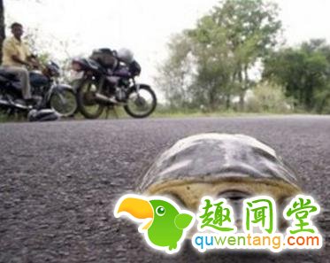 男子骑车撞上乌龟：人摔倒丧命 乌龟仅受轻伤