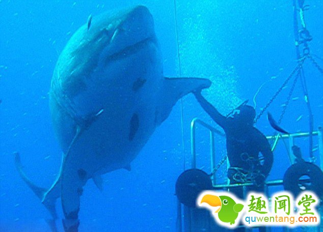 　 　 与满口尖牙的大白鲨亲密接触，想想就让人寒颤不止。不过非要想体验的勇者倒是可以去墨西哥近海的水下感受一番，和那里的世界最大大白鲨“深蓝”面对面来一次约会。