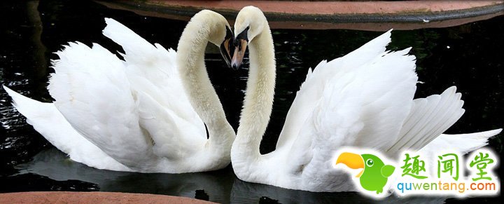动物世界的心形图案营造浪漫节日氛围