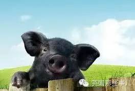 险些被英国人吃绝的神兽~养一头就拥有了猪羊狗