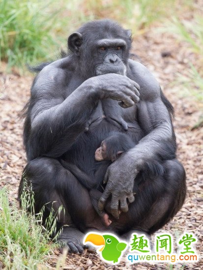 这只怀有身孕的猩猩发挥母爱，收养了孤儿小猩猩。