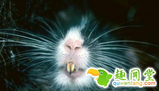 南美树栗鼠