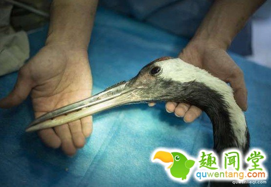超稀有的丹顶鹤因为打架嘴巴断掉以后死定了，但手术后她现在的「钢铁超帅鸟嘴」已经让其他鸟都金盆洗手了!