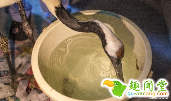 超稀有的丹顶鹤因为打架嘴巴断掉以后死定了，但手术后她现在的「钢铁超帅鸟嘴」已经让其他鸟都金盆洗手了!