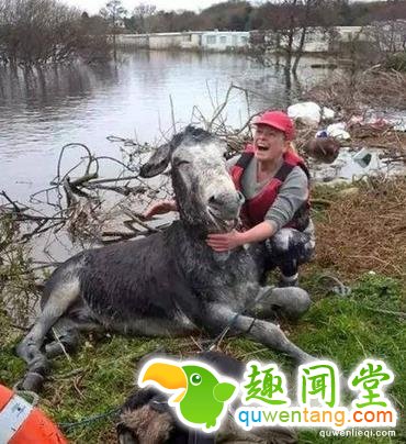 这20张照片, 证明生活还是很美好的!