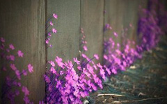 紫色花的诱惑