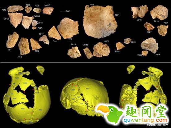 图 许昌1号头骨化石碎片及头骨化石的3D虚拟复原（吴秀杰供图）