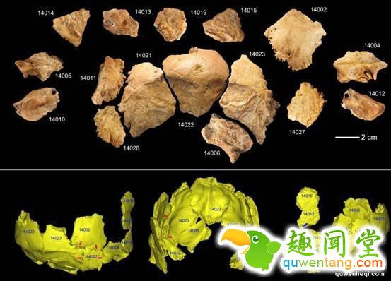 图 许昌2号头骨化石碎片及头骨化石的3D虚拟复原（吴秀杰供图）