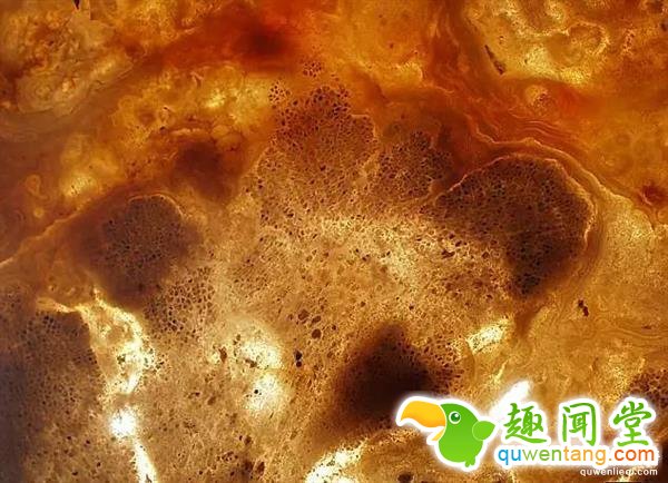 科学家发现最古老的植物：16亿年前的红藻