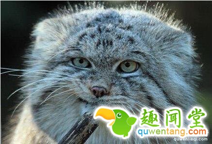 猫都是温顺的? 不 这种猫凶了500万年