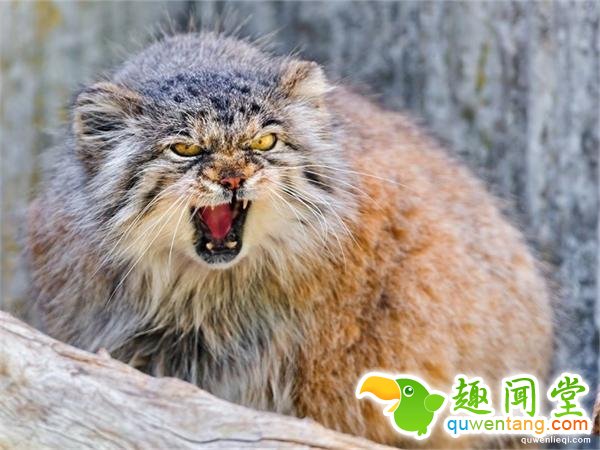 猫都是温顺的? 不 这种猫凶了500万年