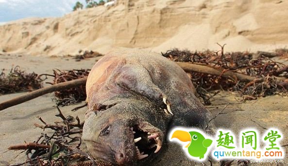 　 　　在圣巴巴拉海滩出现的怪物尸体。