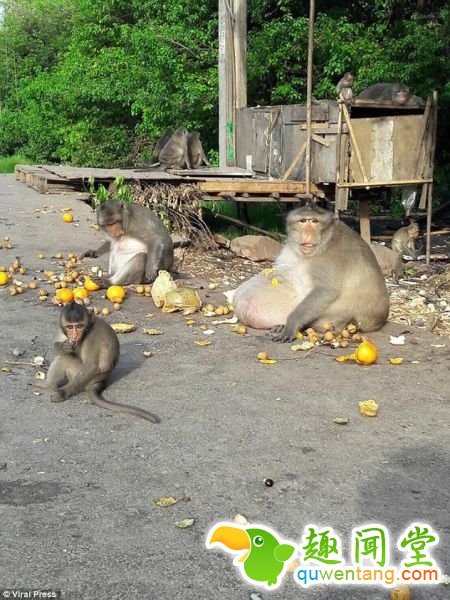 泰国猴子胖成猪 因游客投食过多造成