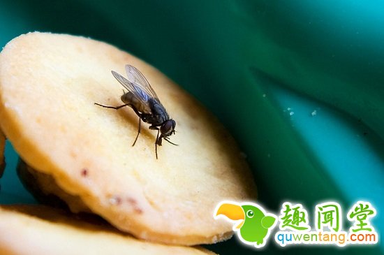 资料图：苍蝇落在食物上