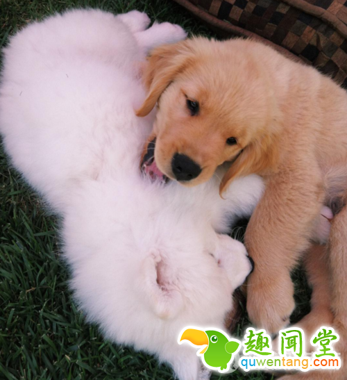 每发现好玩的事第一个就想到你!两只狗狗示范10项挚友特质图片