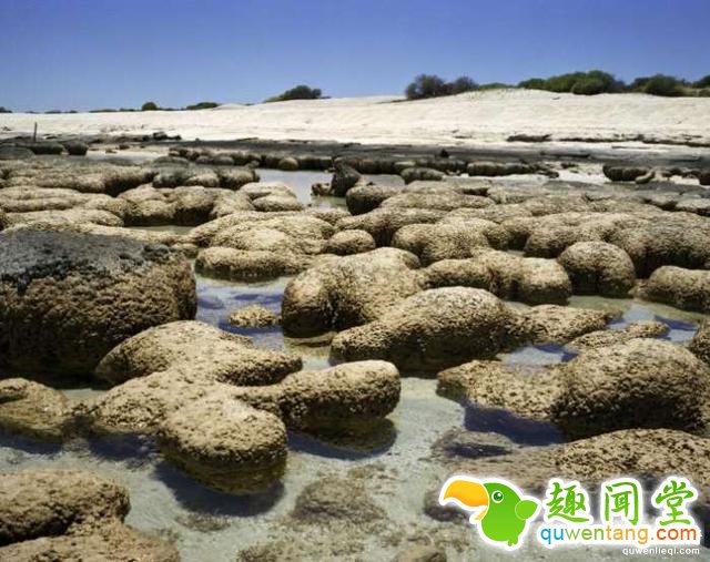 世界上“长生不老”的植物，有些已经存活10万年了