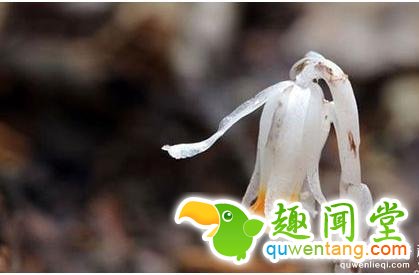 传说中的冥界之花,原来长这样!