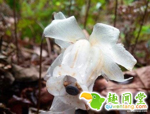 传说中的冥界之花,原来长这样!