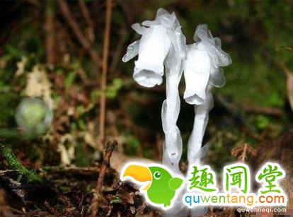 传说中的冥界之花,原来长这样!