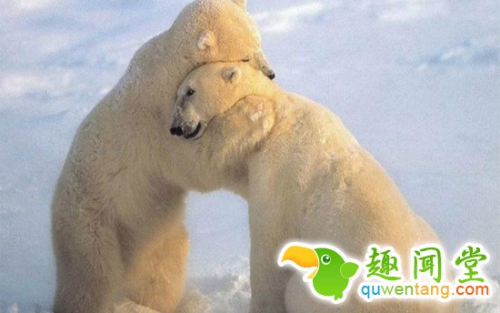 别再买狗粮了,美国人发明了“拥抱器”想抱就抱
