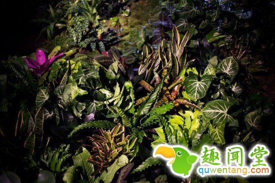 纽约用科技引阳光入地底，地下花园不再是梦