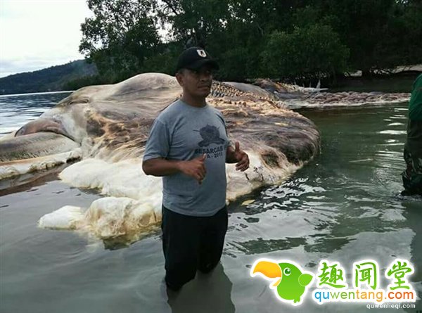海上漂来15米巨型不明生物:血水染海阵阵恶臭