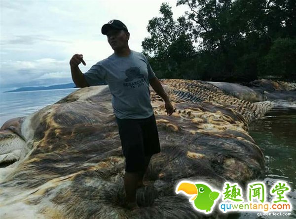 海上漂来15米巨型不明生物:血水染海阵阵恶臭