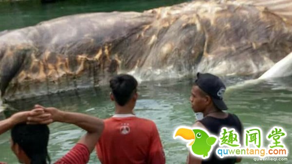 海上漂来15米巨型不明生物:血水染海阵阵恶臭