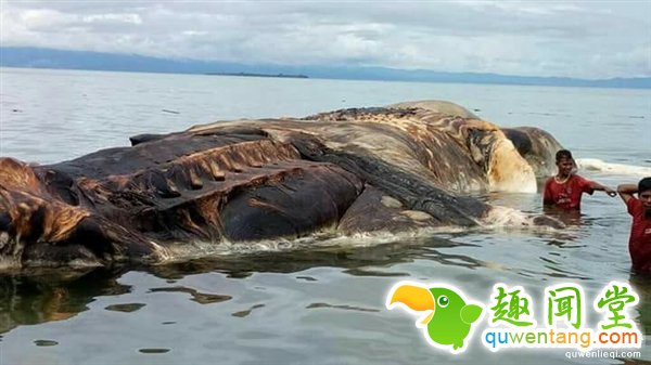 海上漂来15米巨型不明生物：血水染海阵阵恶臭